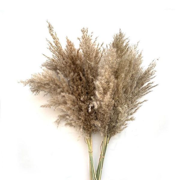 8pcs/10pcs/20 pcs pampas grass wedding decorative flower bunch natural plants decor home decor dried flowers pgraphy props1
8pcs/10pcs/20 pcs pampas grass wedding decorative flower bunch natural plants decor home decor dried flowers pgraphy props1