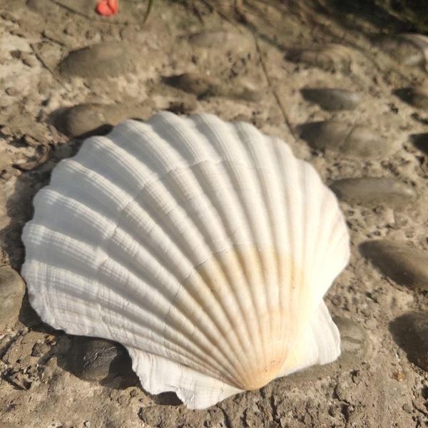 2pcs 10 12cm natural shells big white scallop seashells ornament nautical home decor beach wedding decorations jewelry diy shell h wmtcrx
2pcs 10 12cm natural shells big white scallop seashells ornament nautical home decor beach wedding decorations jewelry diy shell h wmtcrx