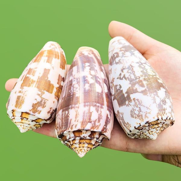 8 9cm natural snail seashells taro conch shell diy acquarium accessory fish tank decoration space beach wedding home decor h bbyich
8 9cm natural snail seashells taro conch shell diy acquarium accessory fish tank decoration space beach wedding home decor h bbyich