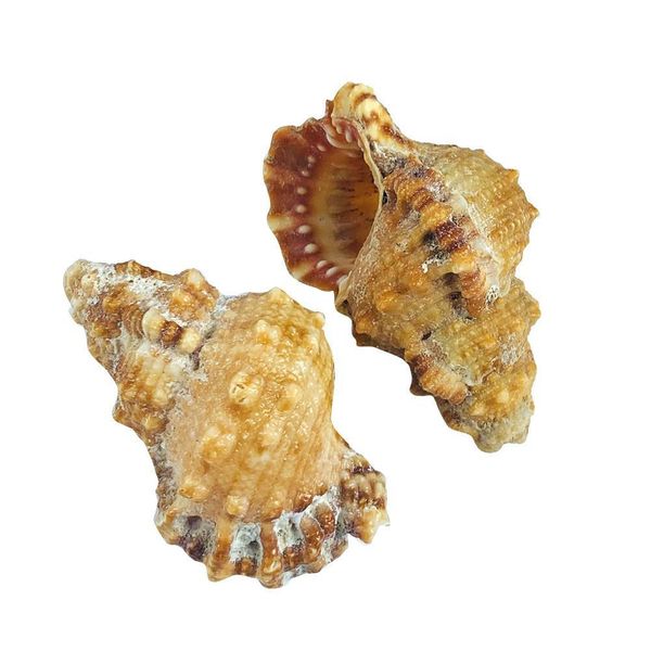 1pc natural conch seashell nautical decor 7 8cm snail beach wedding decor specimen crafts aquarium fish tank decoration gift h bbyqxc
1pc natural conch seashell nautical decor 7 8cm snail beach wedding decor specimen crafts aquarium fish tank decoration gift h bbyqxc