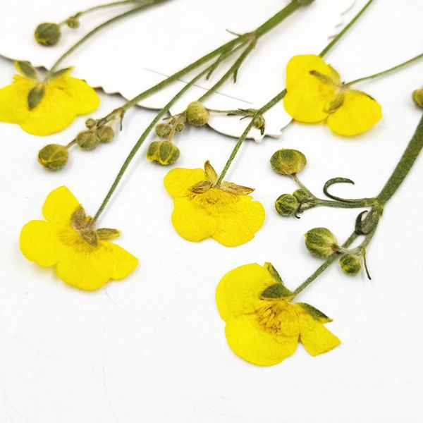 16pcs желтый красивые лютик сушеные цветы real прессованные цветы diy цветок diy craft materia для лица декор sqcvbw ppshop01
16pcs желтый красивые лютик сушеные цветы real прессованные цветы diy цветок diy craft materia для лица декор sqcvbw ppshop01
