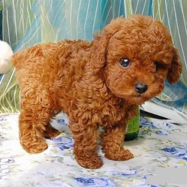 realistic teddy simulation toy dog lifelike handcrafted stuffed puppy dogs companion for child birthday gifts drop shipping 1027
realistic teddy simulation toy dog lifelike handcrafted stuffed puppy dogs companion for child birthday gifts drop shipping 1027
