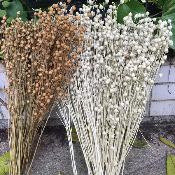 dried flowers 110g/32cm natural dry beans plant,display floral for shopwindow home wedding favor easter decore, diy gift box 1022
dried flowers 110g/32cm natural dry beans plant,display floral for shopwindow home wedding favor easter decore, diy gift box 1022
