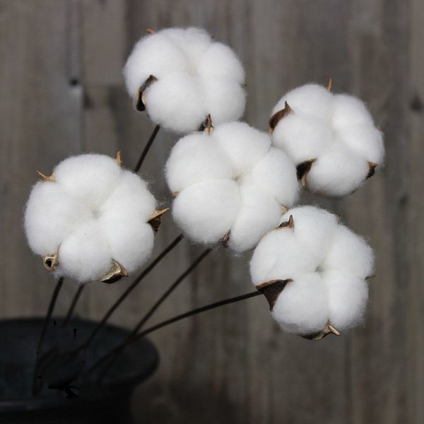 cotton 6cm christmas decorations artificial for home bouquet new year decor 2021 wreaths wedding holding flowers
cotton 6cm christmas decorations artificial for home bouquet new year decor 2021 wreaths wedding holding flowers