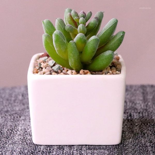 decorative flowers & wreaths bonsai mini gift home decor wedding deskfake garden square landscape artificial succulent ceramic pot green
decorative flowers & wreaths bonsai mini gift home decor wedding deskfake garden square landscape artificial succulent ceramic pot green