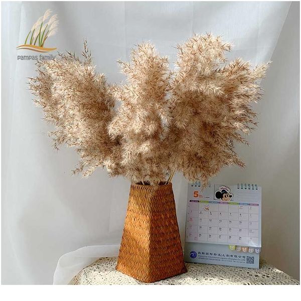 pampas grass decor растения главная свадебные декор высушенные цветы пучкой цветы перо натуральные фрагмели высокие 20-22 '' plas bbyjxh
pampas grass decor растения главная свадебные декор высушенные цветы пучкой цветы перо натуральные фрагмели высокие 20-22 '' plas bbyjxh