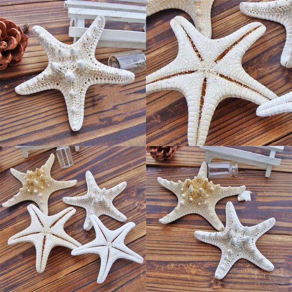 starfish ocean sea star natural tropical wedding party home wall hanging decor 2 6qm uu
starfish ocean sea star natural tropical wedding party home wall hanging decor 2 6qm uu