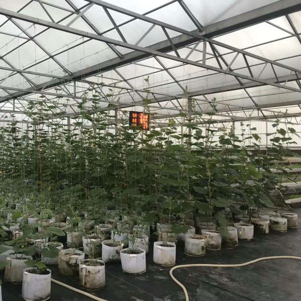 11 size non woven plant bags reusable soft highly breathable grow pots planting bag with handles price large flower plante 11 l2
11 size non woven plant bags reusable soft highly breathable grow pots planting bag with handles price large flower plante 11 l2