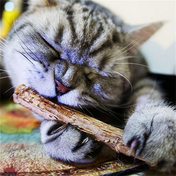cat toys pipifren 5pcs cats toy cleaning teeth pure natural catnip for pets products kitten chats produits pour animaux de compagnie
cat toys pipifren 5pcs cats toy cleaning teeth pure natural catnip for pets products kitten chats produits pour animaux de compagnie