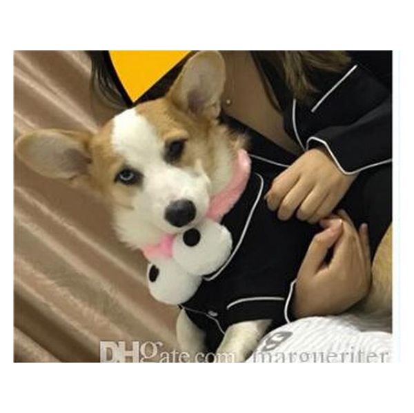 summer french dog pajamas pomeranian bear bullfighting small dog teddy pet clothes shirt feel comfo jlltip yummy_shop
summer french dog pajamas pomeranian bear bullfighting small dog teddy pet clothes shirt feel comfo jlltip yummy_shop