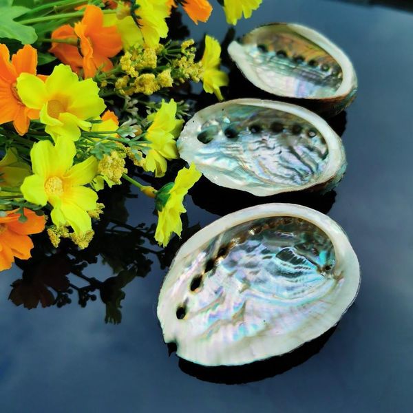 5pcs 8 9cm abalone shell natural seashell nautical wedding decorations crafts sea shell specimen collectibles aquarium landscape h bbyggg
5pcs 8 9cm abalone shell natural seashell nautical wedding decorations crafts sea shell specimen collectibles aquarium landscape h bbyggg