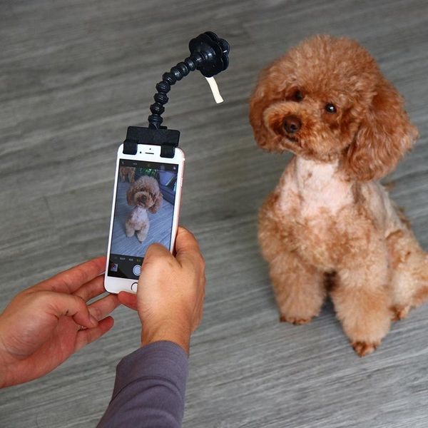 flexible pet selfie stick for for clip flexible dog selfie stick rod cat p toy accessories phone tablet
flexible pet selfie stick for for clip flexible dog selfie stick rod cat p toy accessories phone tablet