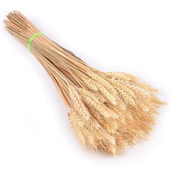 50pcs/lot real wheat ear flower natural dried flowers for wedding party decoration diy craft scrapbook home decor wheat bbyfxw
50pcs/lot real wheat ear flower natural dried flowers for wedding party decoration diy craft scrapbook home decor wheat bbyfxw