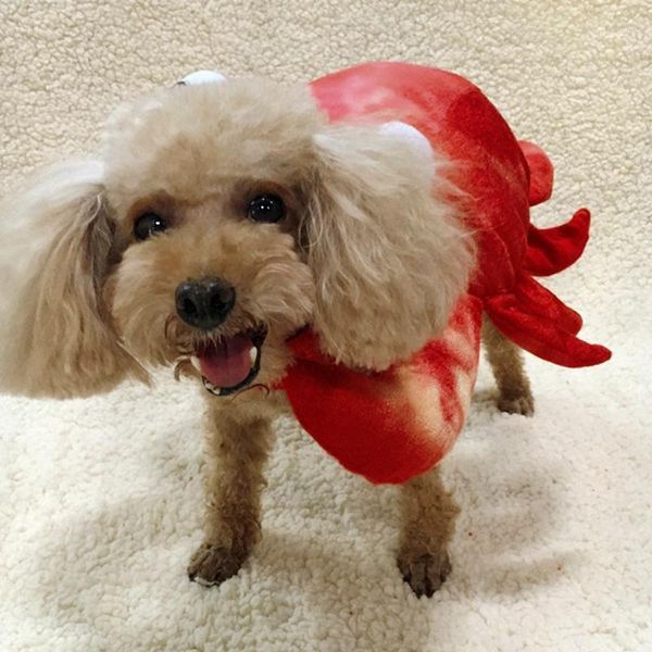dog apparel cute crab costume holiday halloween cosplay pet two feet clothes outfit for small medium dogs 1
dog apparel cute crab costume holiday halloween cosplay pet two feet clothes outfit for small medium dogs 1
