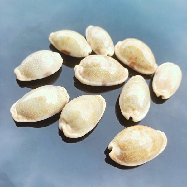 2pcs rare conch shell specimen snail nautical home decor craft collectibles natural conch fish tank aquarium landscape sea decor h jllxlt
2pcs rare conch shell specimen snail nautical home decor craft collectibles natural conch fish tank aquarium landscape sea decor h jllxlt