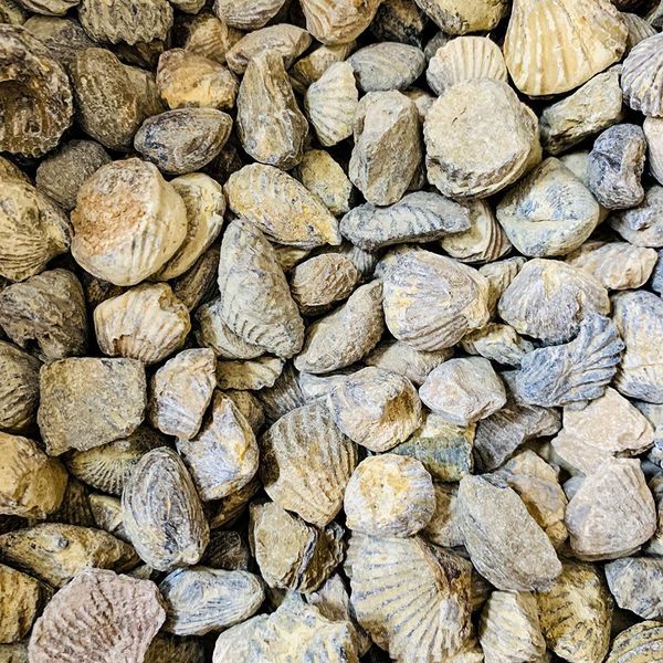 100g natural shell raw stone marine animals devonian period stones collection teaching specimen display landscape home decor h jllkoe
100g natural shell raw stone marine animals devonian period stones collection teaching specimen display landscape home decor h jllkoe