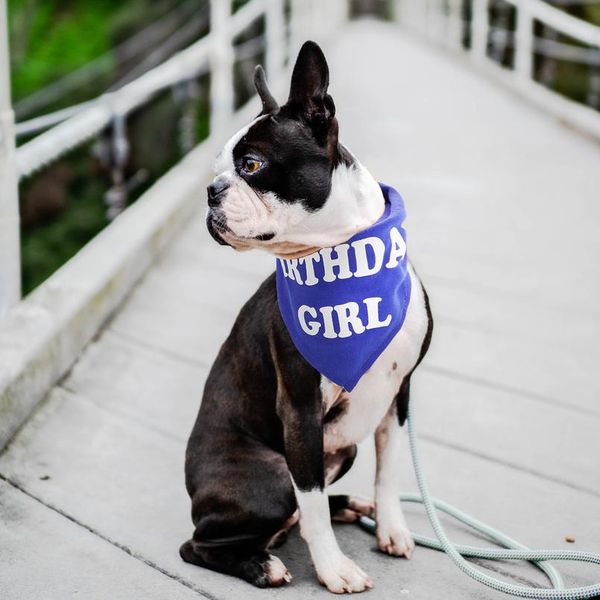 custom dog bandana collar personalized cotton pet bandanas scarf collar for small medium large dogs accessories nec qylehm 
custom dog bandana collar personalized cotton pet bandanas scarf collar for small medium large dogs accessories nec qylehm