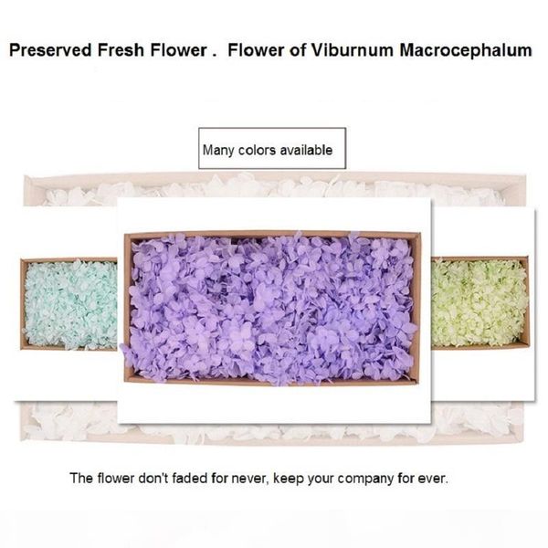 artificial sweet viburnum artificial hydrangea preserved fresh flower rose covered flowers big boxes 100 g super high quality
artificial sweet viburnum artificial hydrangea preserved fresh flower rose covered flowers big boxes 100 g super high quality