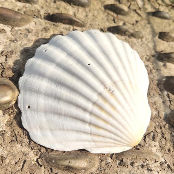 2pcs 10 12cm natural shells big white scallop seashells ornament nautical home decor beach wedding decorations jewelry diy shell h jlleqr
2pcs 10 12cm natural shells big white scallop seashells ornament nautical home decor beach wedding decorations jewelry diy shell h jlleqr
