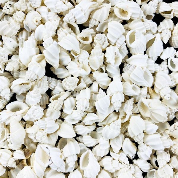 100g natural white conch shell aquarium fish tank landscape mini conch seashells diy nautical home decor specimen wedding decor h jlltda
100g natural white conch shell aquarium fish tank landscape mini conch seashells diy nautical home decor specimen wedding decor h jlltda