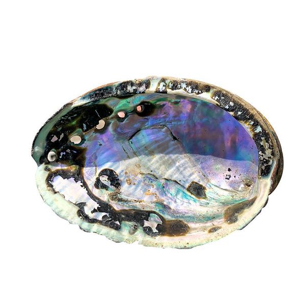11 12cm abalone shell natural seashell nautical beach decor black spots shell crafts specimen collectibles coastal home decor h jllopy
11 12cm abalone shell natural seashell nautical beach decor black spots shell crafts specimen collectibles coastal home decor h jllopy