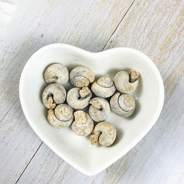 5pcs natural animal snail rough stone minerals specimen biology geography teaching sample collection rock mini pure conch stone h jllbkk
5pcs natural animal snail rough stone minerals specimen biology geography teaching sample collection rock mini pure conch stone h jllbkk