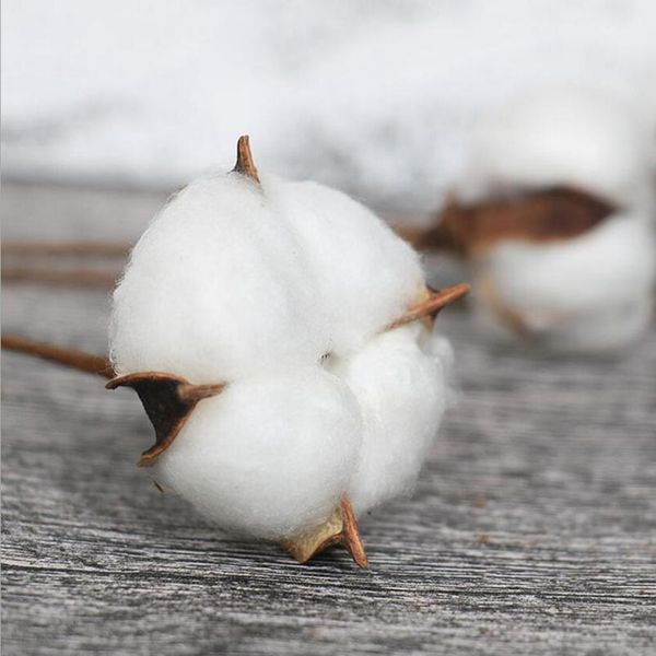 5pcs artificial flower kapok cotton head for wedding christmas home decoration diy craft wreath scrapbook natural dried jllxpa
5pcs artificial flower kapok cotton head for wedding christmas home decoration diy craft wreath scrapbook natural dried jllxpa
