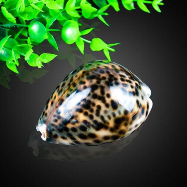 natural tiger pattern conch shell nautical home decor seashells specimen collectibles beach ornament shells aquarium landscape h jllxlj
natural tiger pattern conch shell nautical home decor seashells specimen collectibles beach ornament shells aquarium landscape h jllxlj