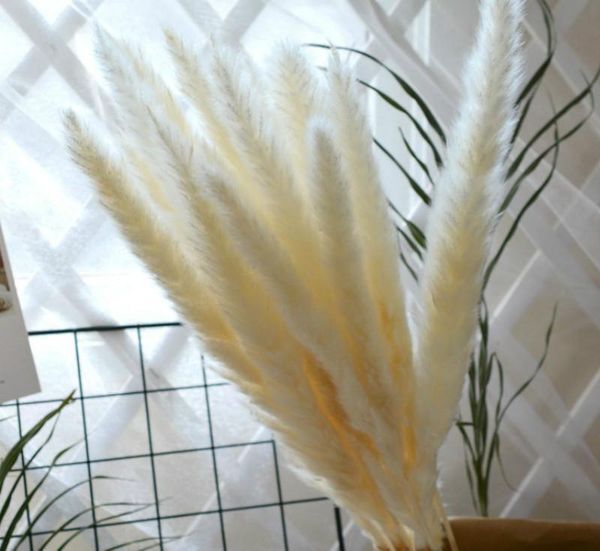 decorative flowers & wreaths 30pcs natural dried small pampas grass phragmites communis,wedding flower bunch 40 to 68 cm tall for home decor
decorative flowers & wreaths 30pcs natural dried small pampas grass phragmites communis,wedding flower bunch 40 to 68 cm tall for home decor