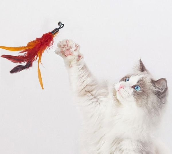 plastic cat cat feather bell supplies options replacement 4 teasing pet toy stick teasing feather replacement sqczn dh_seller2010 
plastic cat cat feather bell supplies options replacement 4 teasing pet toy stick teasing feather replacement sqczn dh_seller2010
