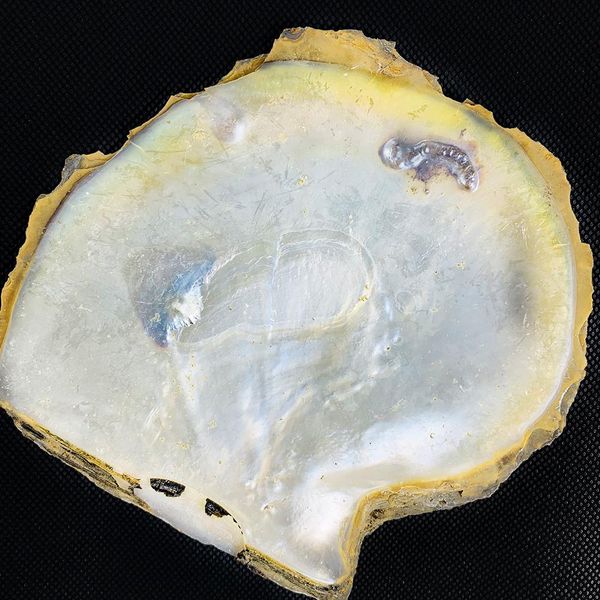 14 15cm natural yellow mother of pearl shell nautical home decor aquarium landscaping diy jewelry making seashell raw materials h jllrcs
14 15cm natural yellow mother of pearl shell nautical home decor aquarium landscaping diy jewelry making seashell raw materials h jllrcs