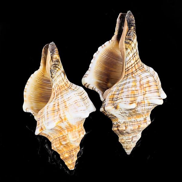1pc natural conch shofar shell nautical home decor specimen craft striped snail seashells aquarium landscape fish tank decor h wmtbub
1pc natural conch shofar shell nautical home decor specimen craft striped snail seashells aquarium landscape fish tank decor h wmtbub