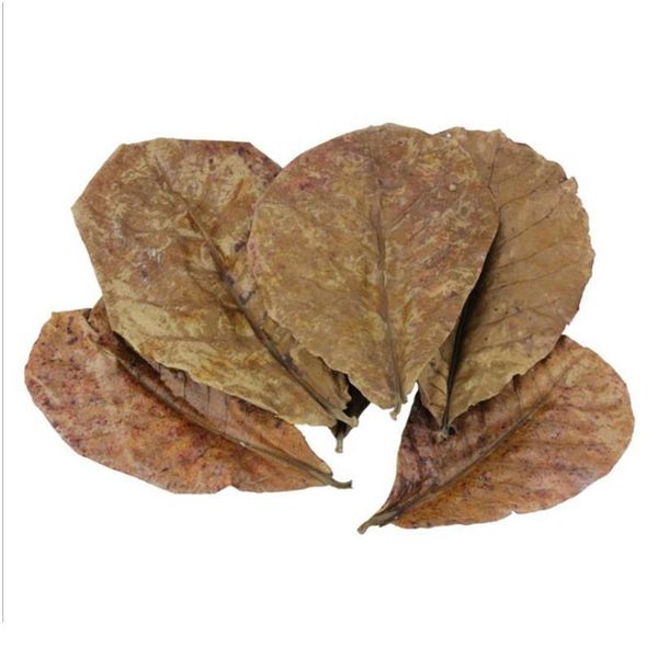 200pcs/30pcs natural terminalia catappa foetida leaves island almond leaf fish cleaning treatment aquarium tank drop bbyiaz
200pcs/30pcs natural terminalia catappa foetida leaves island almond leaf fish cleaning treatment aquarium tank drop bbyiaz