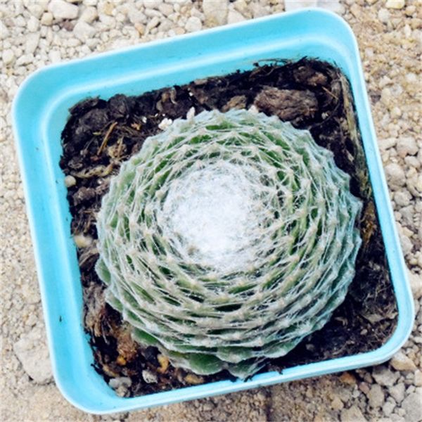 new arrival succulents plants home decoration green pot plant various style eco friendly man and women gift 3 7hjh1
new arrival succulents plants home decoration green pot plant various style eco friendly man and women gift 3 7hjh1