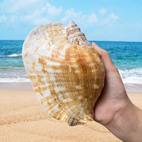 14 16cm natural large ear conch snail seashells craft collectibles wedding nautical home decor fish ornament aquarium decoration h wmtloe
14 16cm natural large ear conch snail seashells craft collectibles wedding nautical home decor fish ornament aquarium decoration h wmtloe