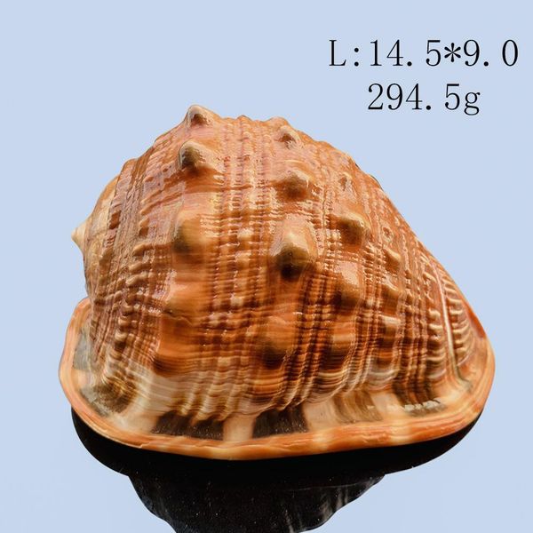 натуральные большие морские раковины улитки wanbao conch nautical home decor beach свадебные украшения коллекционирование образец аквариума
натуральные большие морские раковины улитки wanbao conch nautical home decor beach свадебные украшения коллекционирование образец аквариума