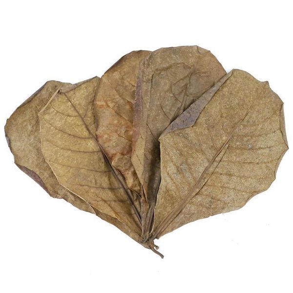 200g grade a natural terminalia catappa foetida leaves island almond leaf fish cleaning/treatment aquarium tank sqcnff
200g grade a natural terminalia catappa foetida leaves island almond leaf fish cleaning/treatment aquarium tank sqcnff