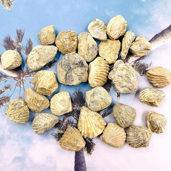 100g natural shell raw stone marine animals devonian period stones collection teaching specimen display landscape home decor h wmtwcl
100g natural shell raw stone marine animals devonian period stones collection teaching specimen display landscape home decor h wmtwcl