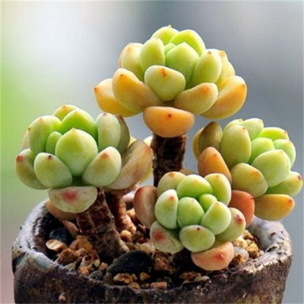 new arrival succulents plants home decoration green pot plant various style eco friendly man and women gift 3 7hjh1
new arrival succulents plants home decoration green pot plant various style eco friendly man and women gift 3 7hjh1