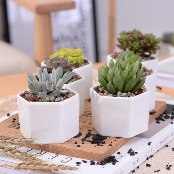 ceramic bonsai pots wholesale mini white porcelain flowerpots suppliers for seeding succulent indoor home nursery planters sea shipping hwb1
ceramic bonsai pots wholesale mini white porcelain flowerpots suppliers for seeding succulent indoor home nursery planters sea shipping hwb1