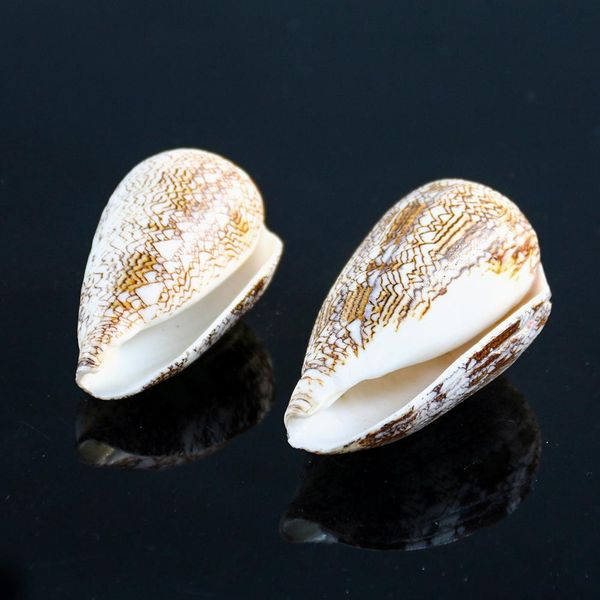 new vase screw weaving conch seashells nautical home decor shell beach wedding decorations specimen aquarium micro landscape h jllthq
new vase screw weaving conch seashells nautical home decor shell beach wedding decorations specimen aquarium micro landscape h jllthq