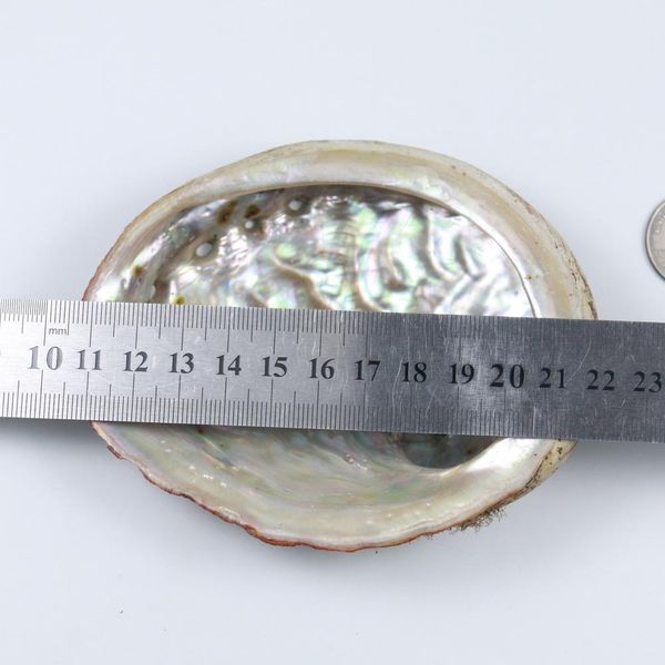 natural abalone shells office decoration home aquarium landscape sundries storage box diy decor soap holder 115mm h bbypwc
natural abalone shells office decoration home aquarium landscape sundries storage box diy decor soap holder 115mm h bbypwc