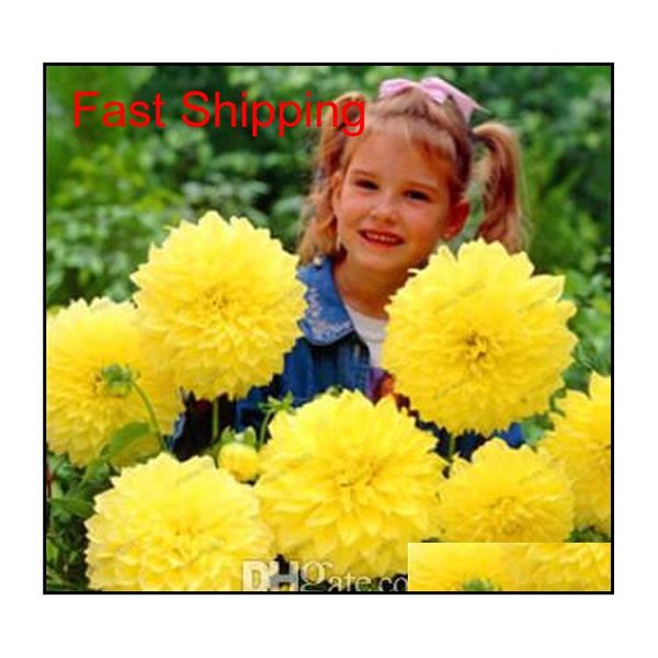 50 pcs multicolor dahlia seeds, dahlia flower, bonsai flower for home garden plant pot high qyldit packing2010
50 pcs multicolor dahlia seeds, dahlia flower, bonsai flower for home garden plant pot high qyldit packing2010