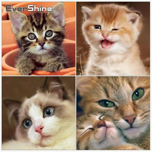 evershine 5d diy diamond painting full round diamond embroidery cat pictures of rhinestones mosaic animals home decoration
evershine 5d diy diamond painting full round diamond embroidery cat pictures of rhinestones mosaic animals home decoration