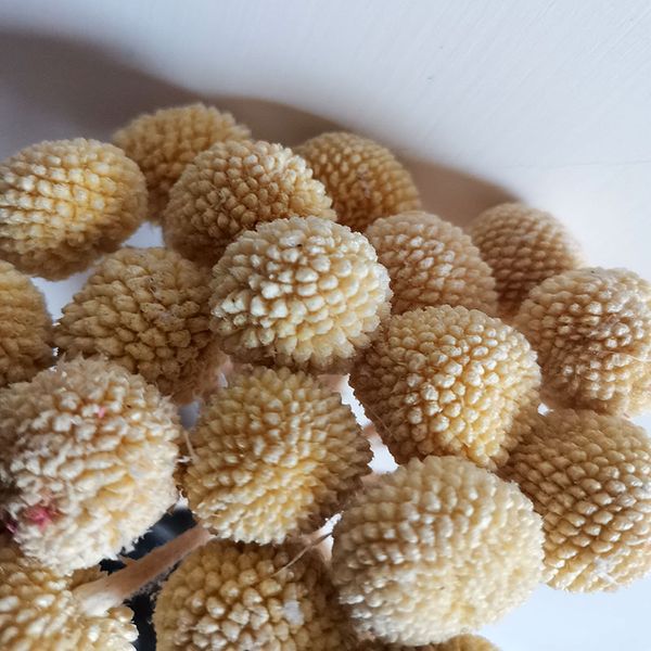 20pcs/lot golden ball bouquet real plant natural dried flower decorative handmade flower branch decoration for home living room artificial
20pcs/lot golden ball bouquet real plant natural dried flower decorative handmade flower branch decoration for home living room artificial