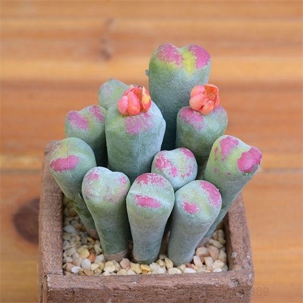 a-new design 12pcs lithops succulents plants diy accessories artificial flowers wedding decor home christmas decoration craft
a-new design 12pcs lithops succulents plants diy accessories artificial flowers wedding decor home christmas decoration craft
