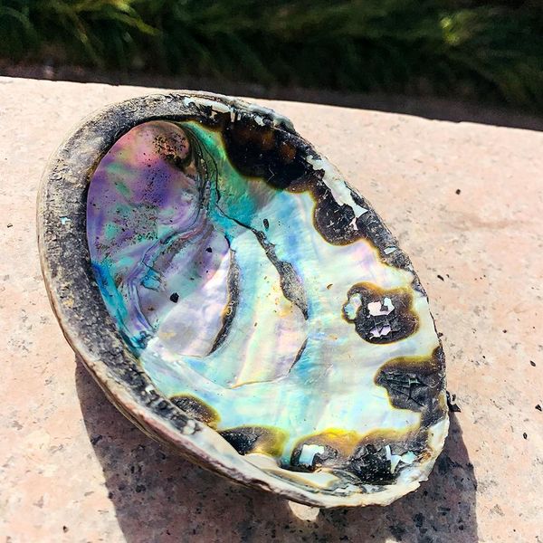 11 12cm abalone shell natural seashell nautical beach decor black spots shell crafts specimen collectibles coastal home decor h bbyblh
11 12cm abalone shell natural seashell nautical beach decor black spots shell crafts specimen collectibles coastal home decor h bbyblh