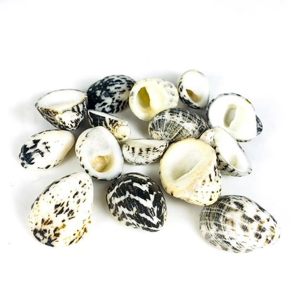 1.5 2.5cm natural conch shell eagle head seashell snail nautical home decor fish tank aquarium micro landscape specimen crafts h bbyudq 
1.5 2.5cm natural conch shell eagle head seashell snail nautical home decor fish tank aquarium micro landscape specimen crafts h bbyudq