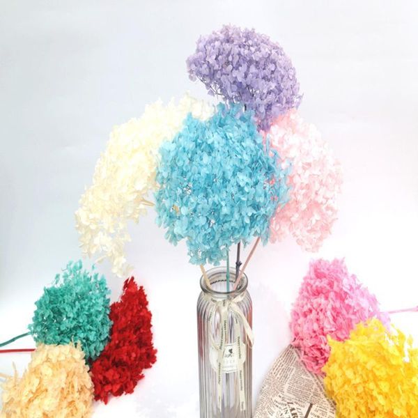 hydrangea dried flower natural fresh preserved hydrangea flowers branches eternal rose forever hydrangeas with pole1
hydrangea dried flower natural fresh preserved hydrangea flowers branches eternal rose forever hydrangeas with pole1