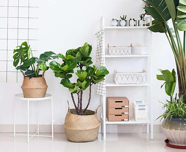 household foldable natural seagrass woven storage baskets garden flower vase hanging basket with handle storage bellied basket
household foldable natural seagrass woven storage baskets garden flower vase hanging basket with handle storage bellied basket